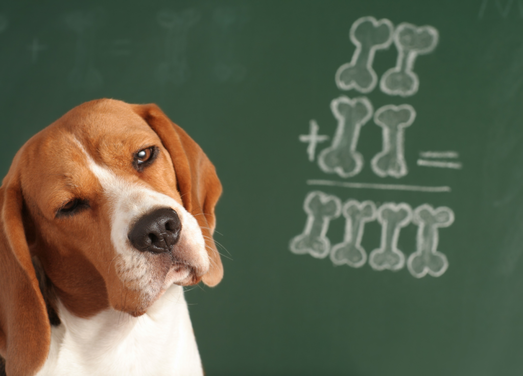 How Dogs Learn (and How We Can Teach Them) Showit Blog