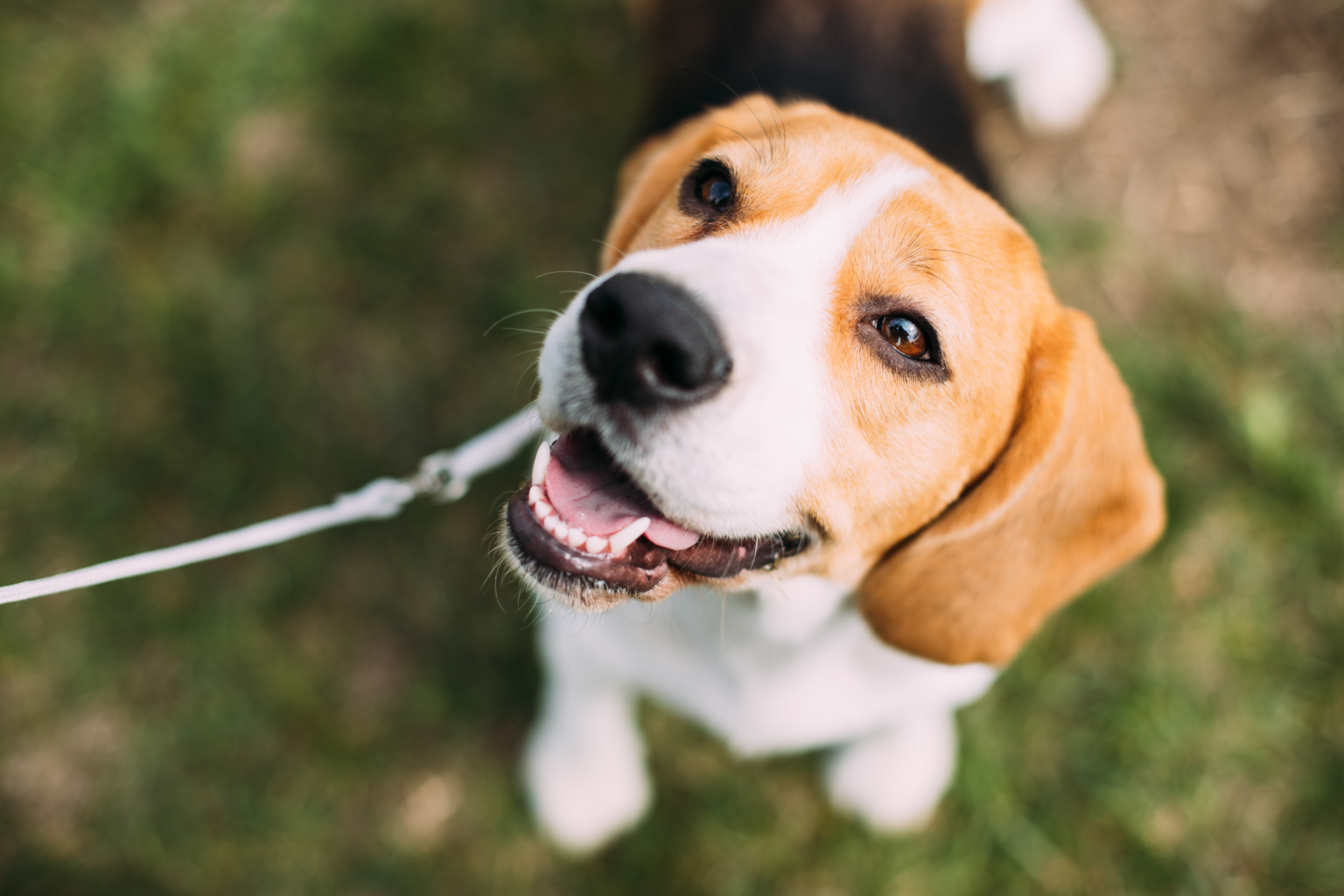 Loose Leash Walking How to Teach Your Dog Not to Pull Showit Blog
