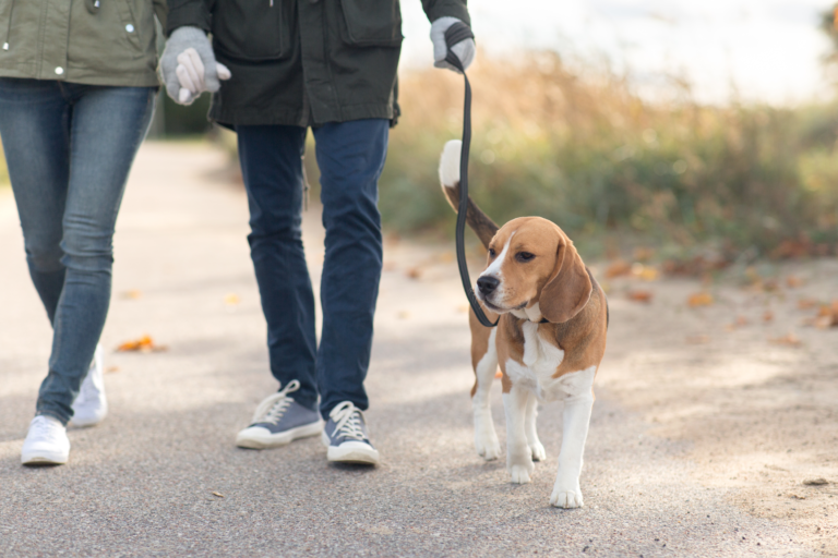 Loose Leash Walking How to Teach Your Dog Not to Pull Showit Blog