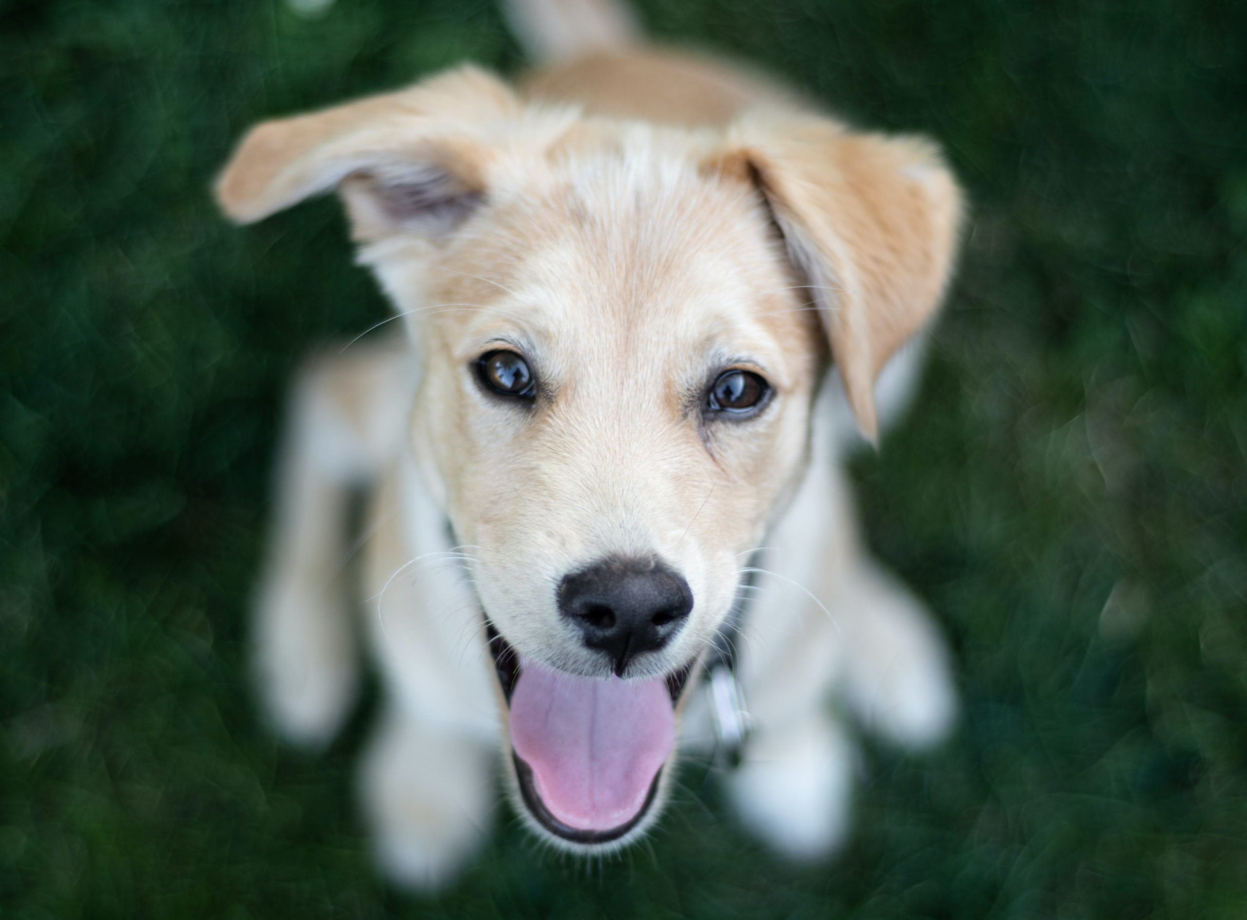 Why positive dog training is better