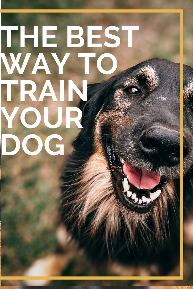 The Best Way To Train Your Dog