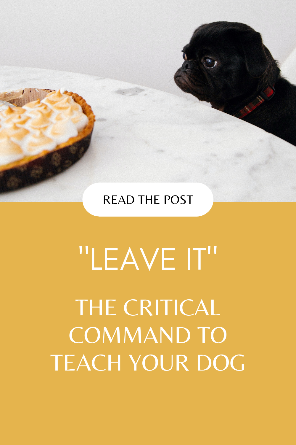 Leave it: a critical command to teach your dog