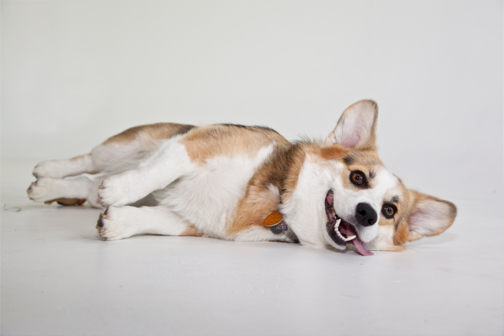 How To Teach Your Dog To Play Dead Showit Blog