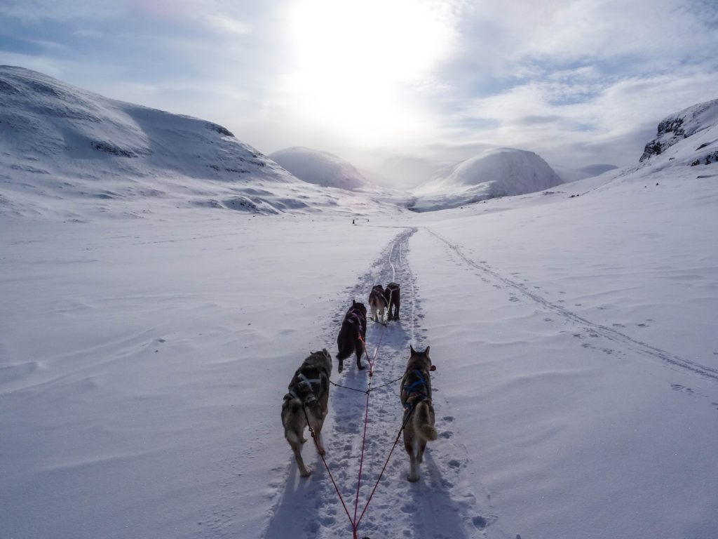 Sled dogs pulling on leash