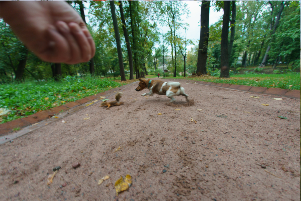 dog chasing squirrel. Leave it!
