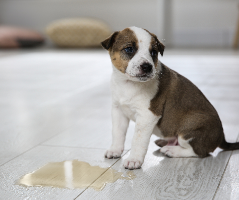 how to potty train your puppy