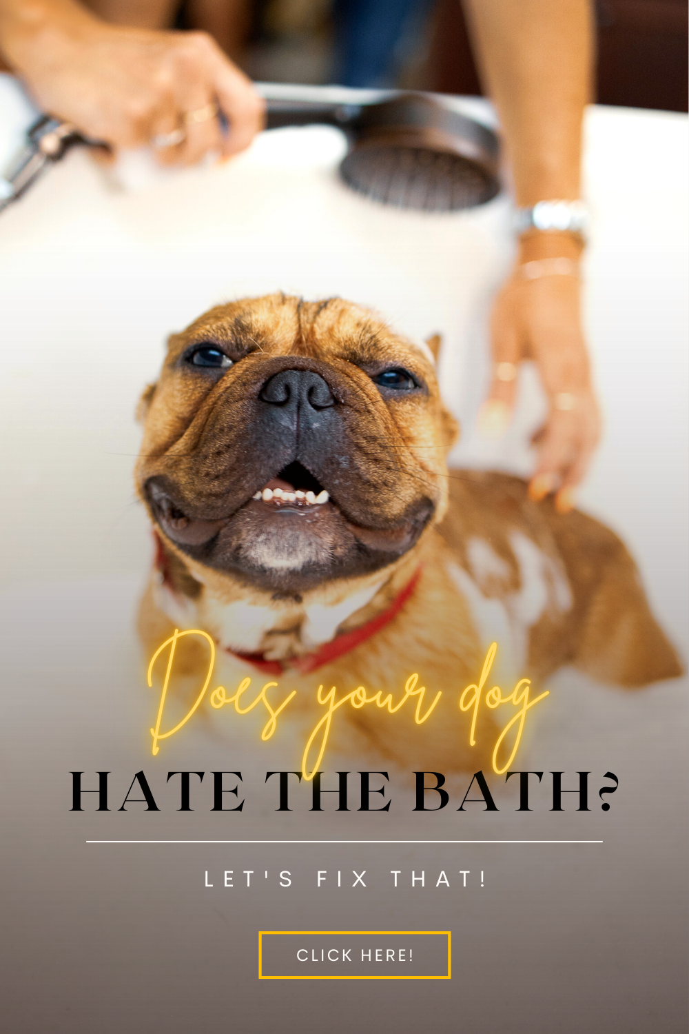 How to make your dog like bath time