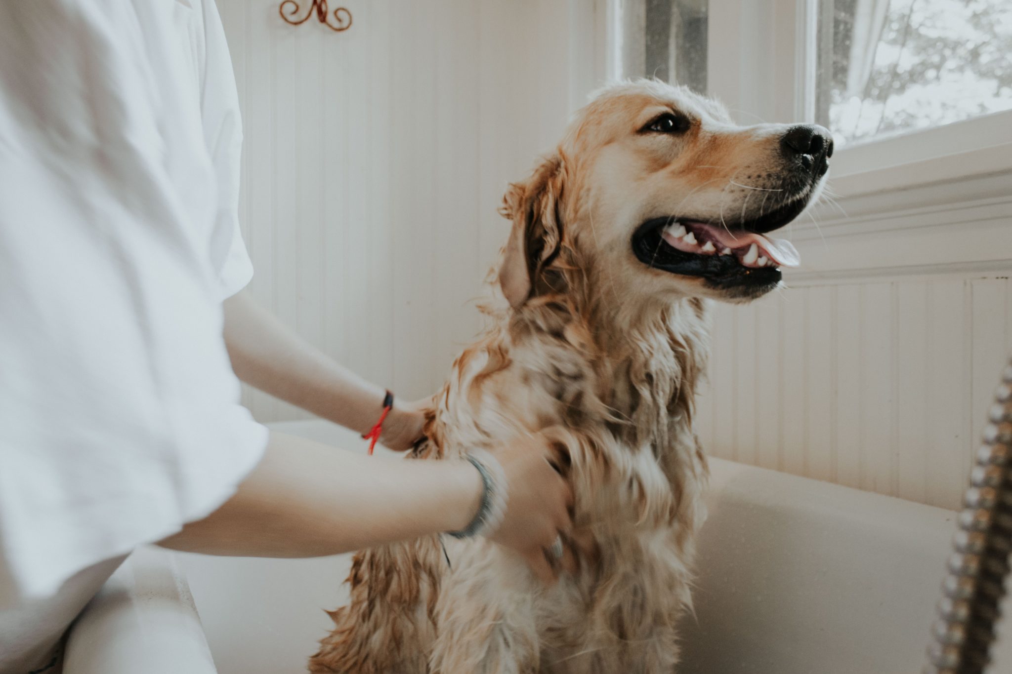 Dog Hates Baths? Here's how to help! Showit Blog