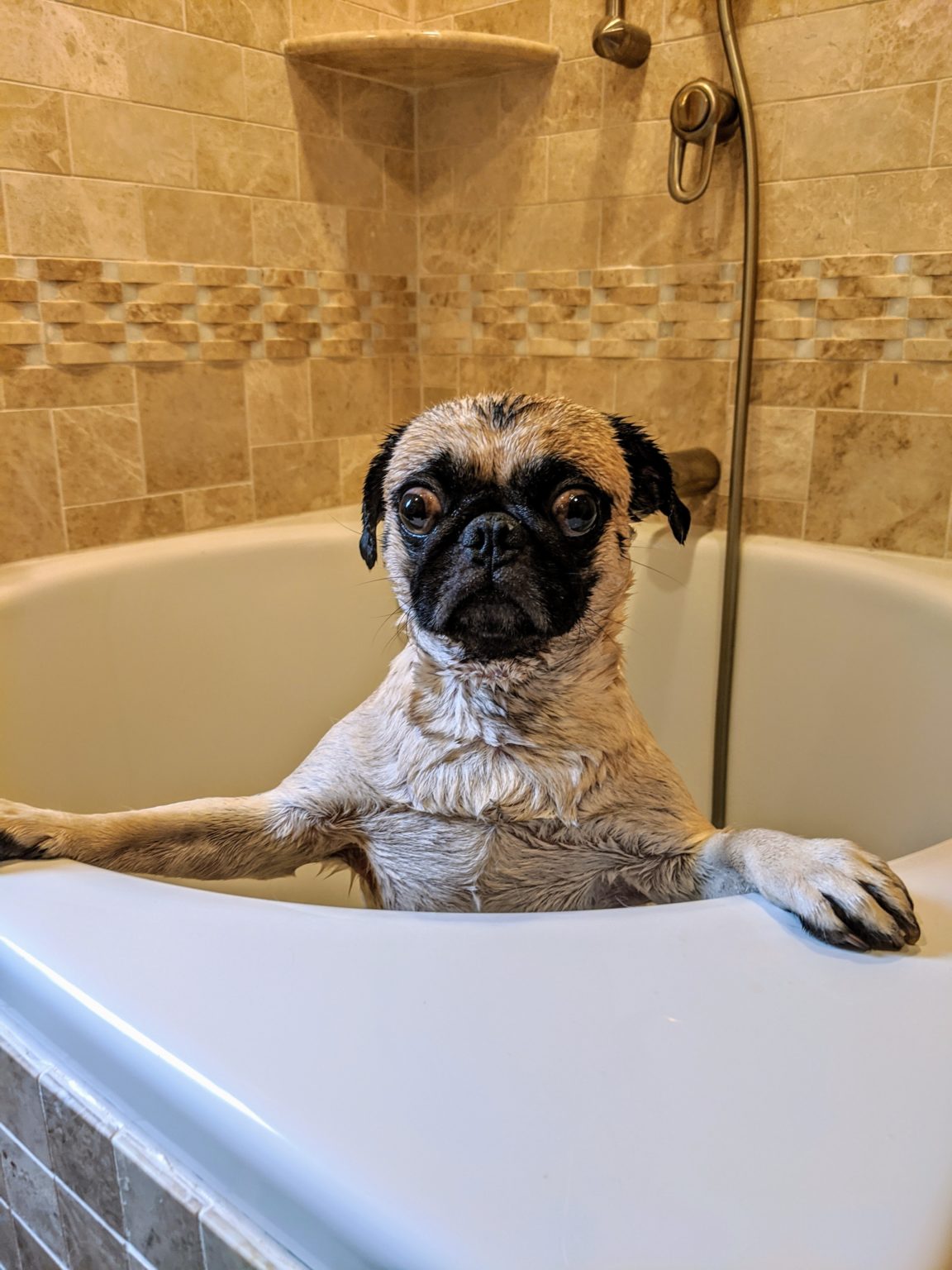 Dog Hates Baths? Here's how to help! Showit Blog