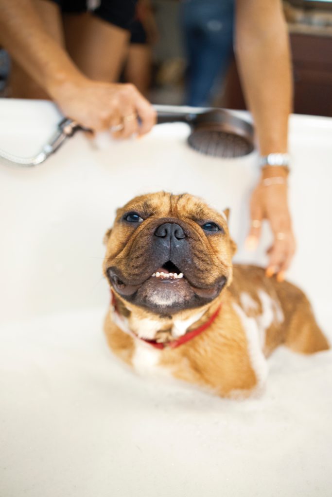 what to do if dog hates the bath