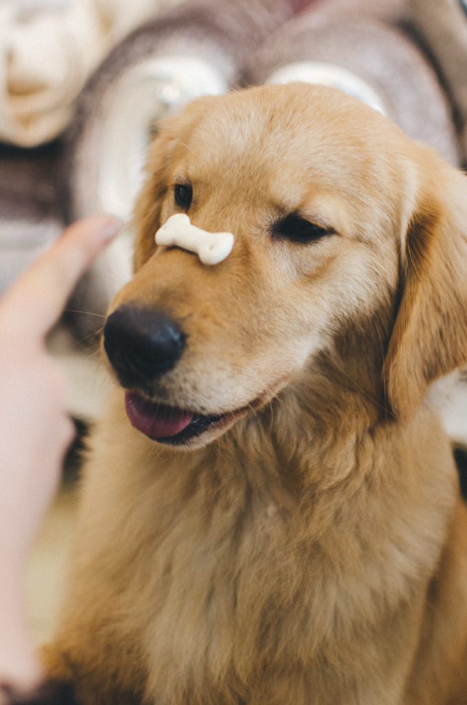 Dog treat on nose