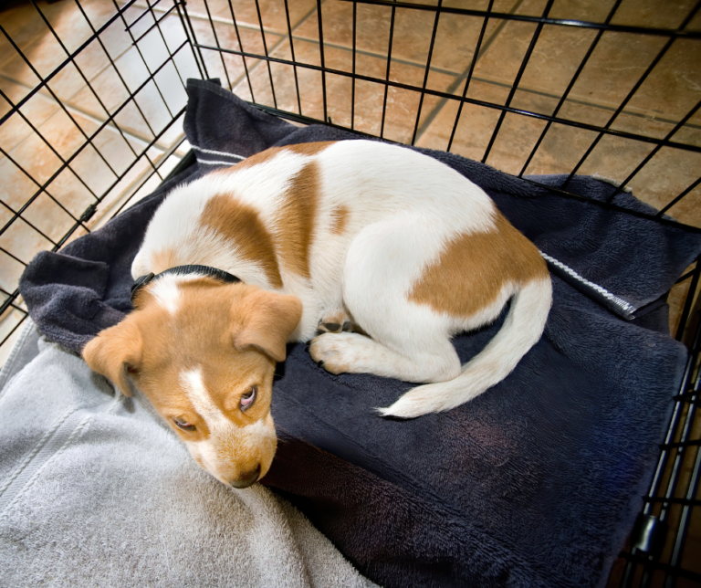 Complete Guide to Crate Training Your Puppy Showit Blog