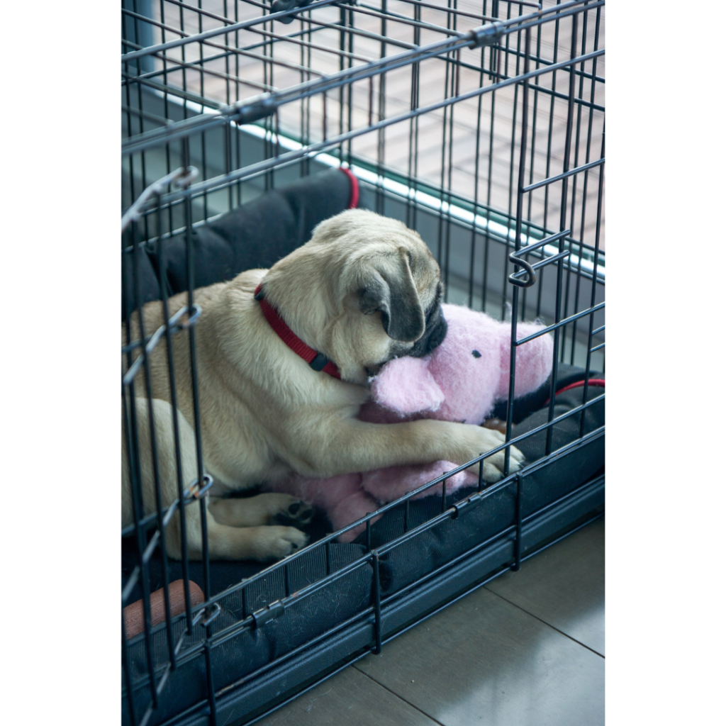 Complete Guide To Crate Training Your Puppy Showit Blog