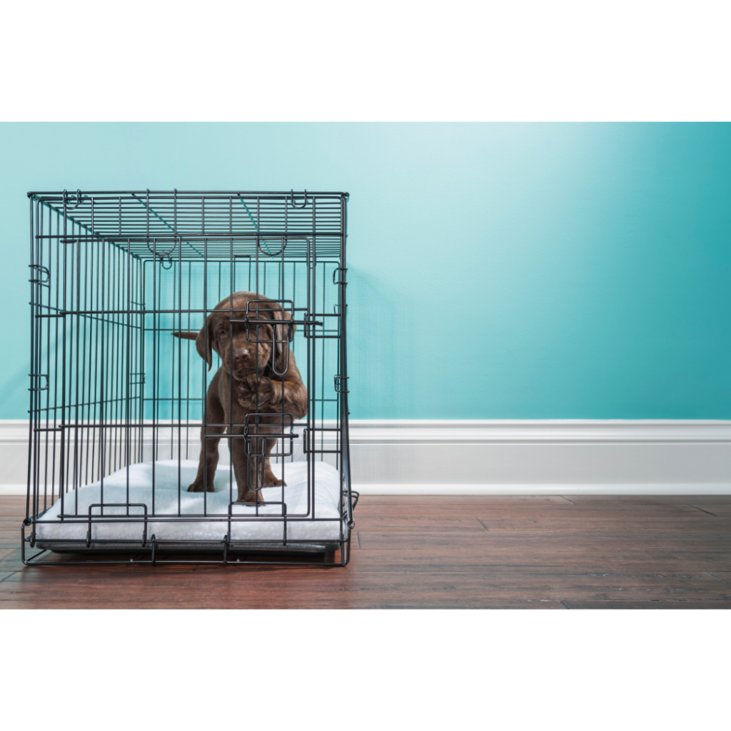 complete guide to crate training