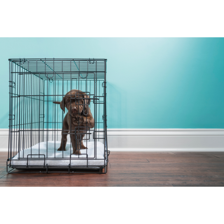 Complete Guide to Crate Training Your Puppy Showit Blog