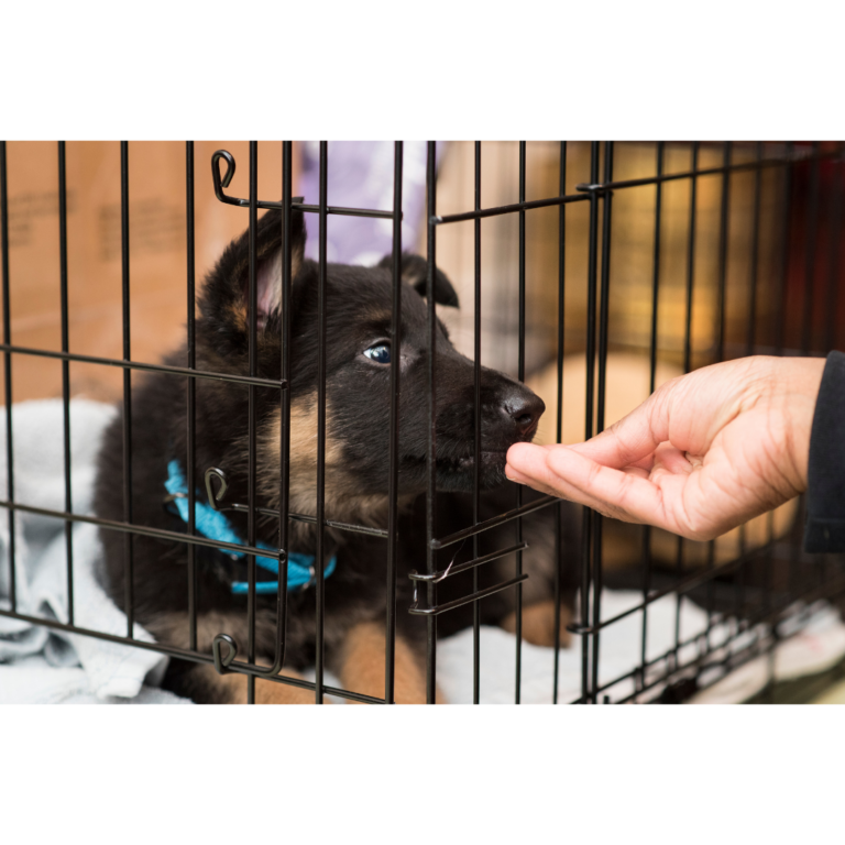 Complete Guide to Crate Training Your Puppy Showit Blog