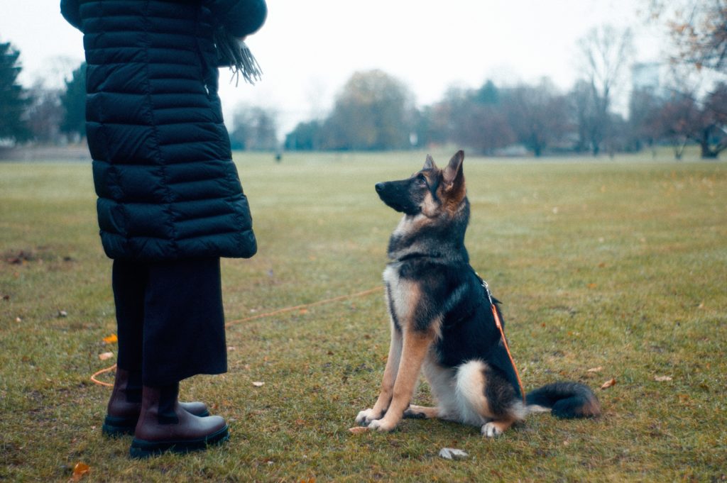 Why doesn't force-free dog training work 