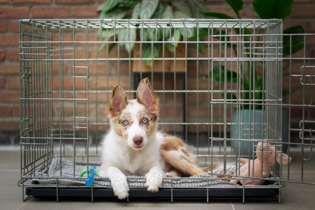 crate training your puppy