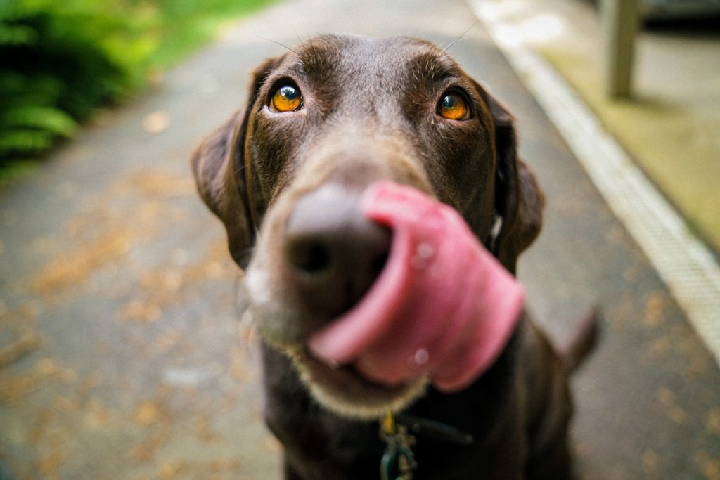 Dog licking lips for dog treats