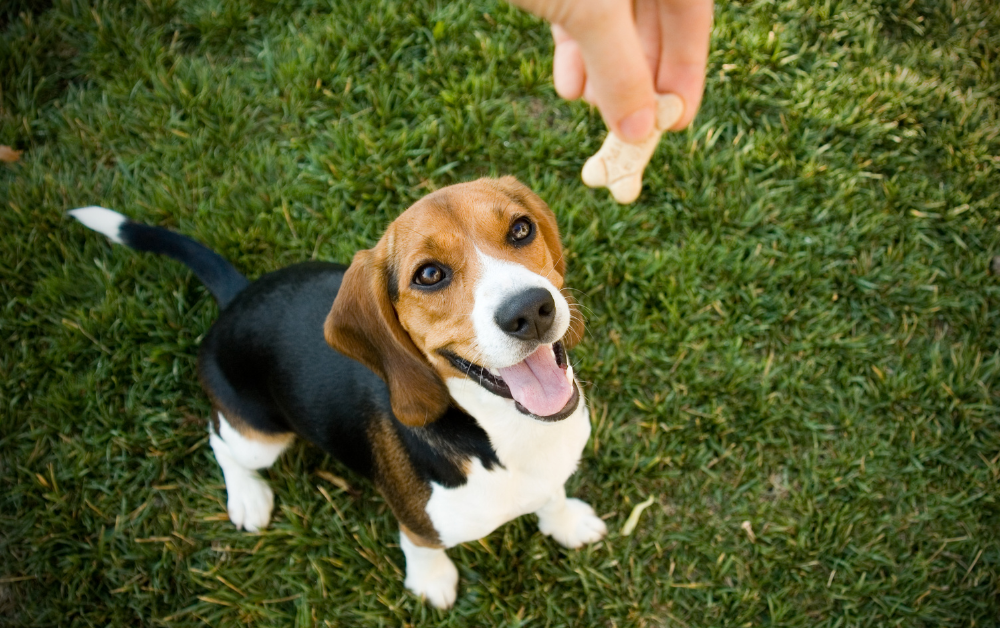 How to choose the best dog treat
