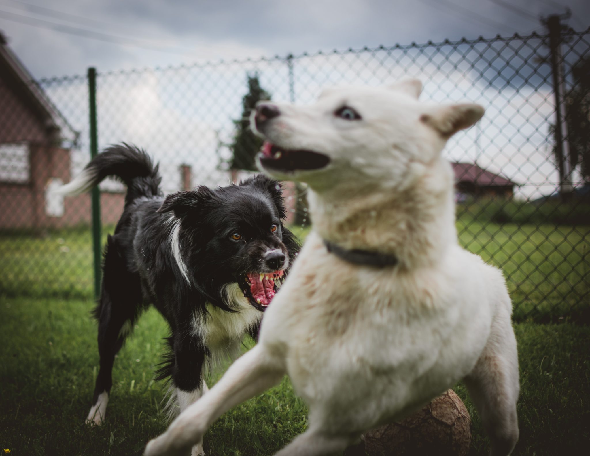 Why Doesn't ForceFree Dog Training Work? Showit Blog