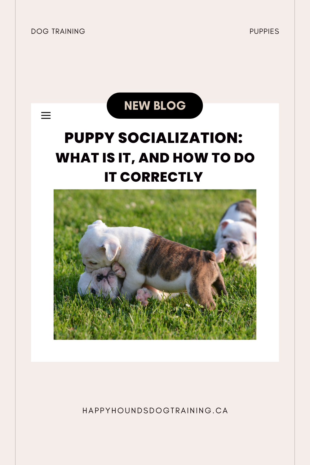 Puppy Socialization What Is It, and How to Do It Correctly