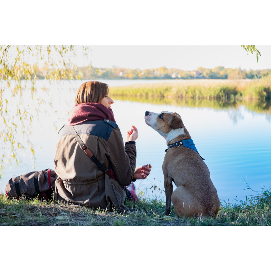 5-tips-for-better-communication-with-your-dog-showit-blog