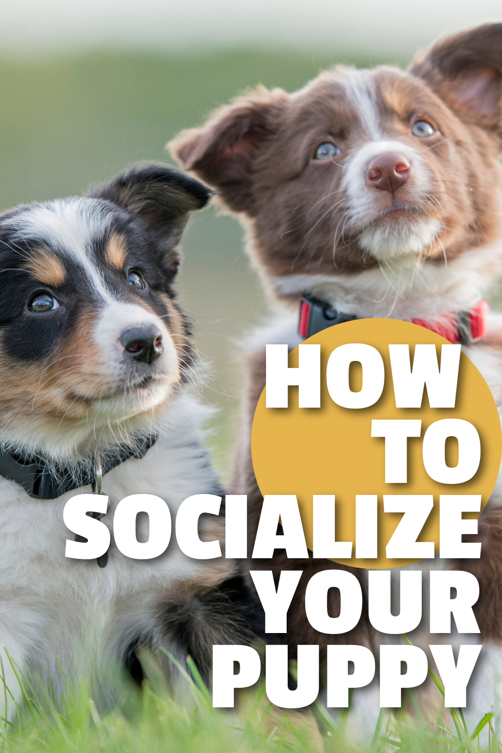 How to properly socialize your puppy