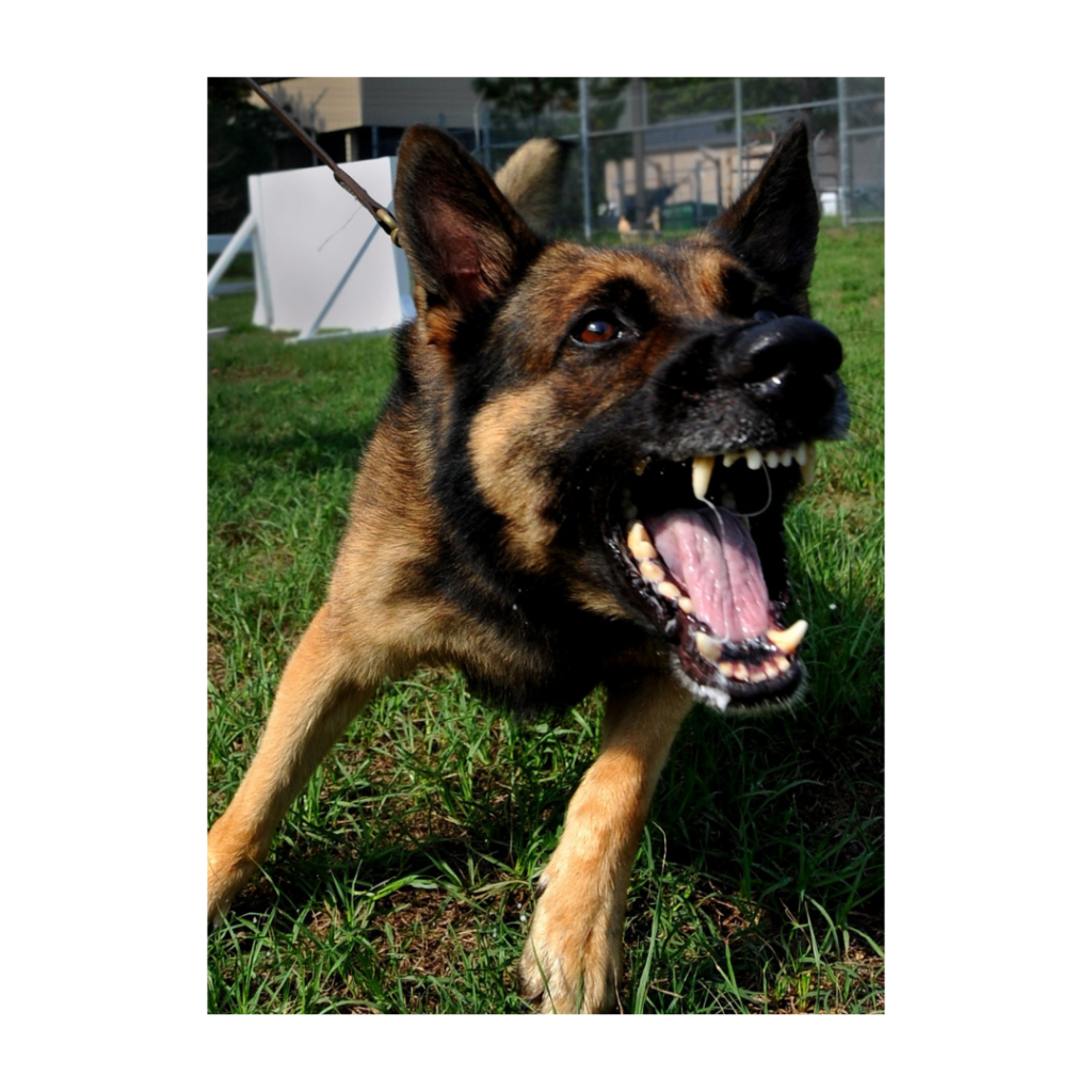 Edmonton force-free dog training