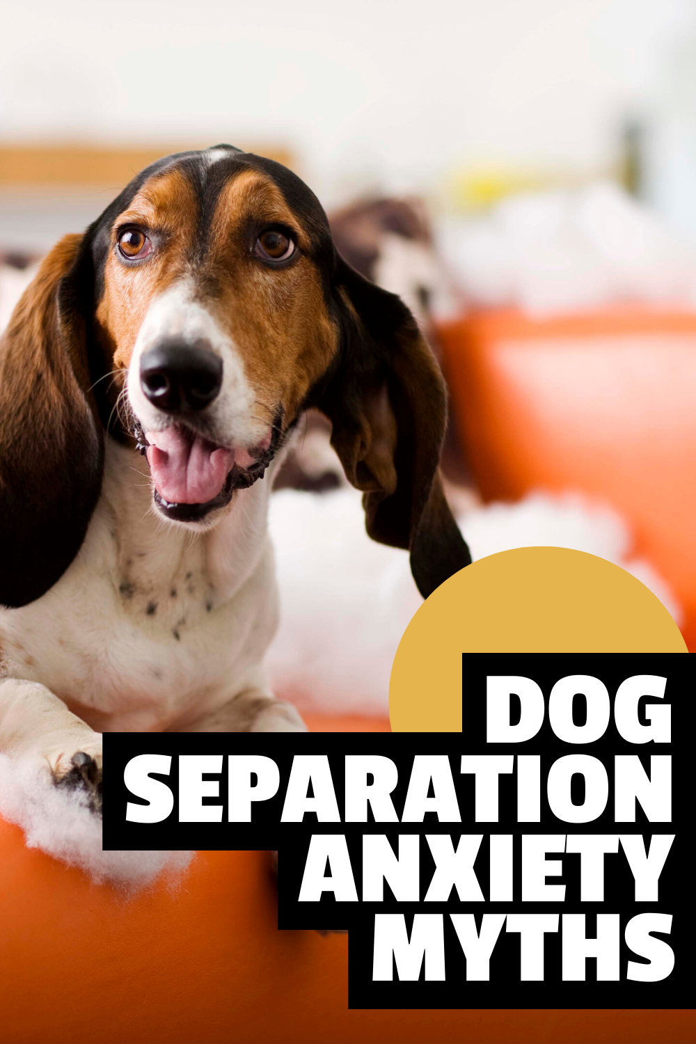 7 myths about dog separation anxiety