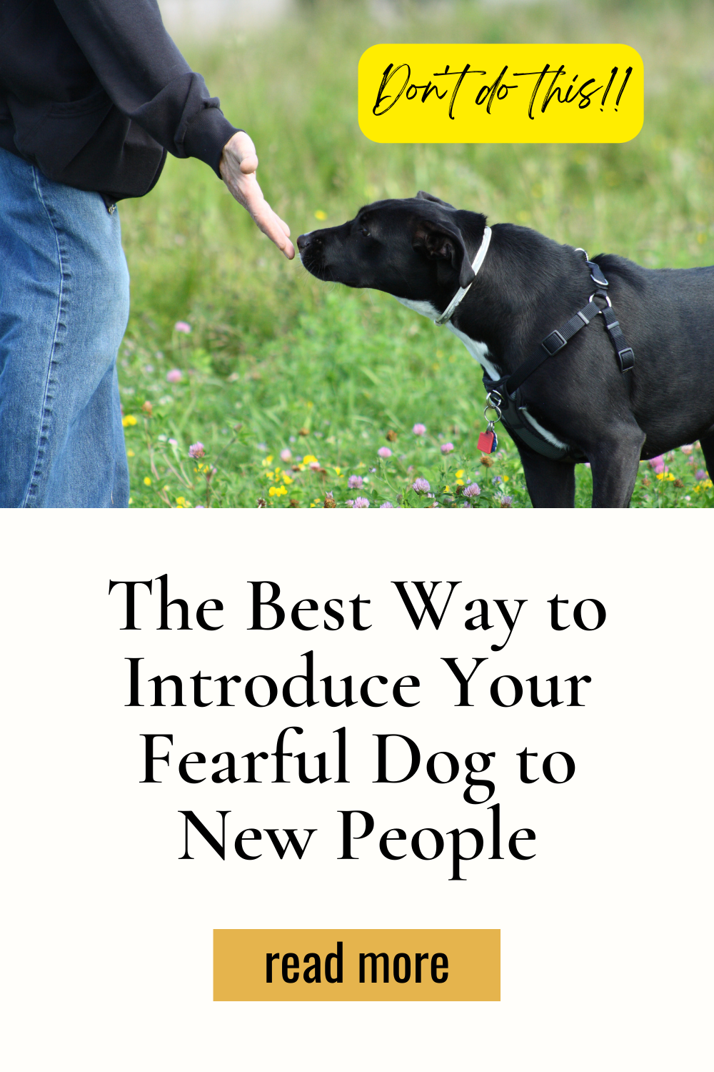 Introduce dog to new people