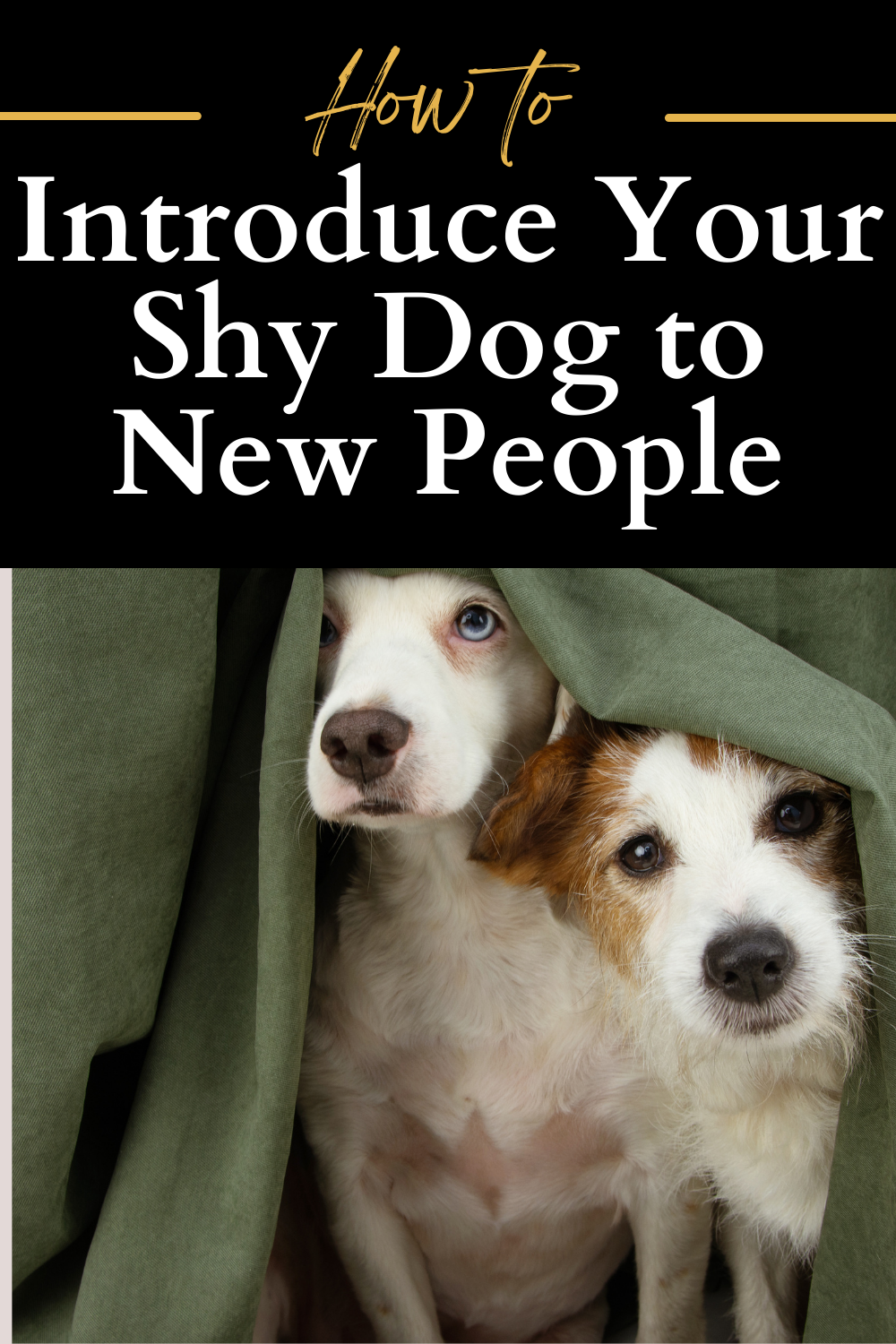 The Best Way to Introduce Your Fearful Dog to New People