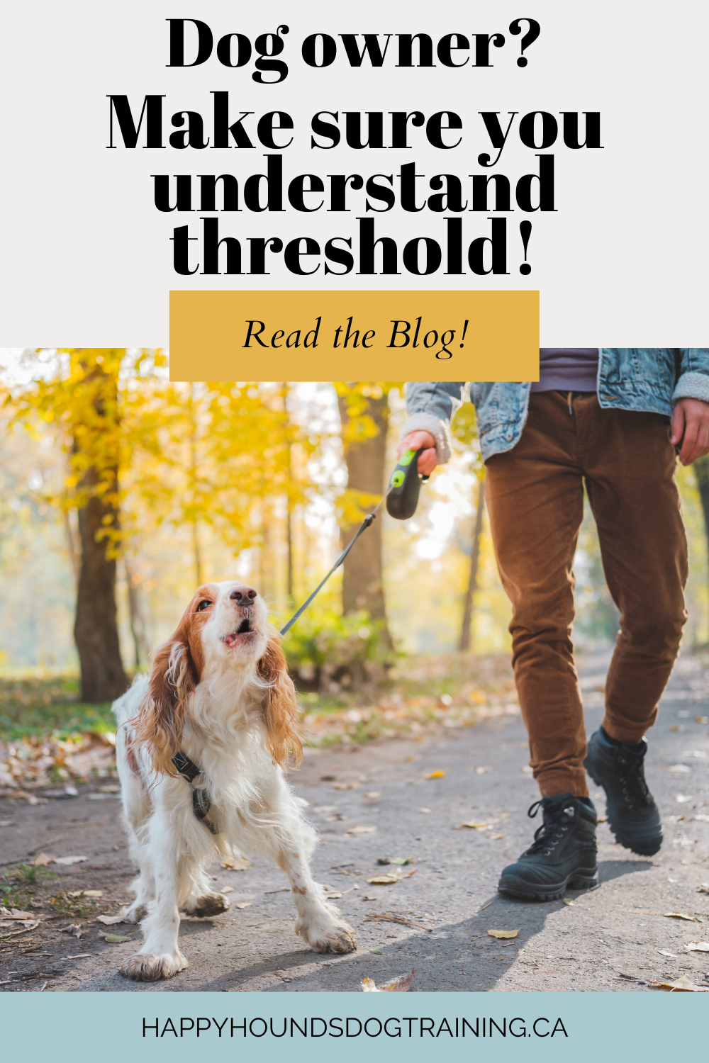 What is a dog's threshold