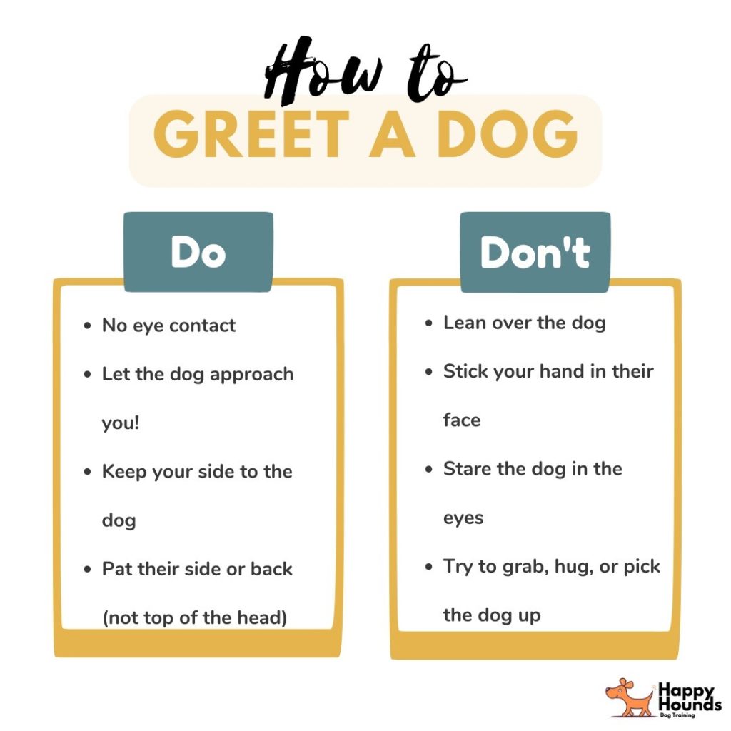 How to introduce a dog to new people