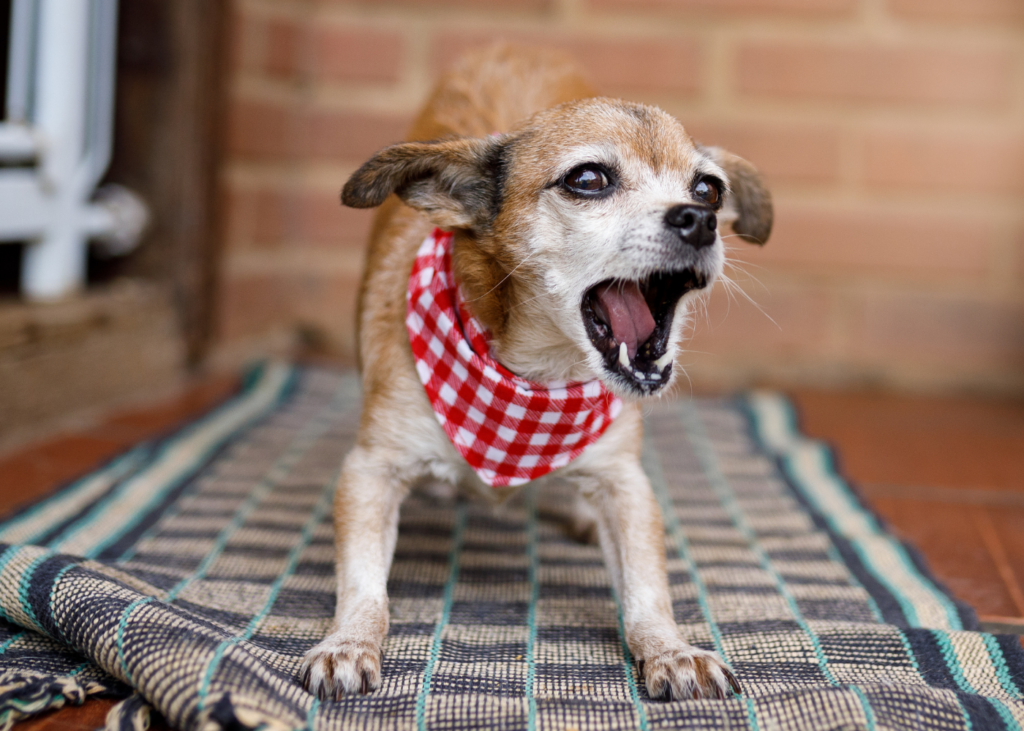 Why Dog Threshold is SO Important for Dog Training Showit Blog
