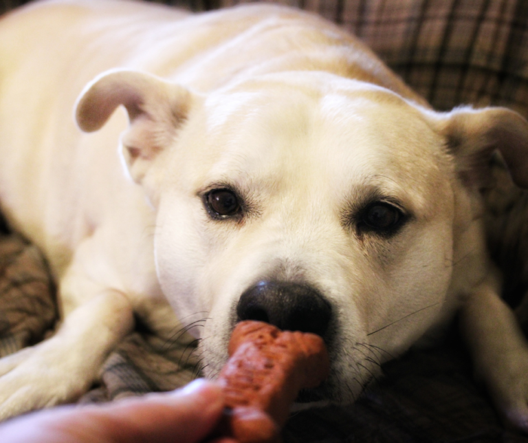 FORCE FREE DOG TRAINING METHODS visual data 8