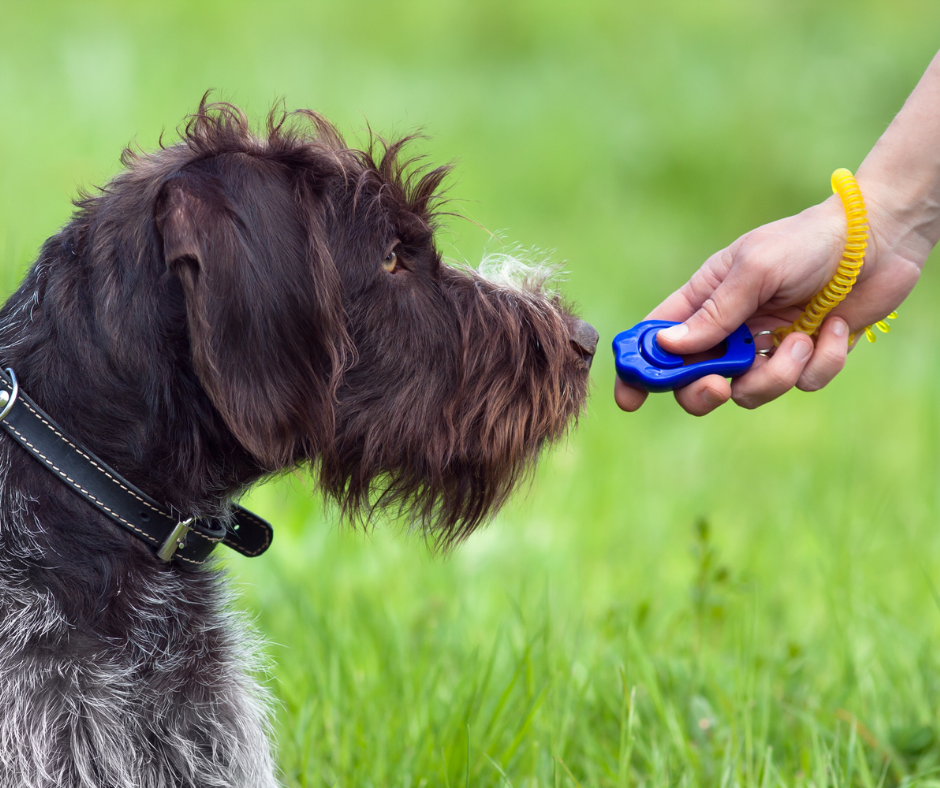 What is force free dog training?