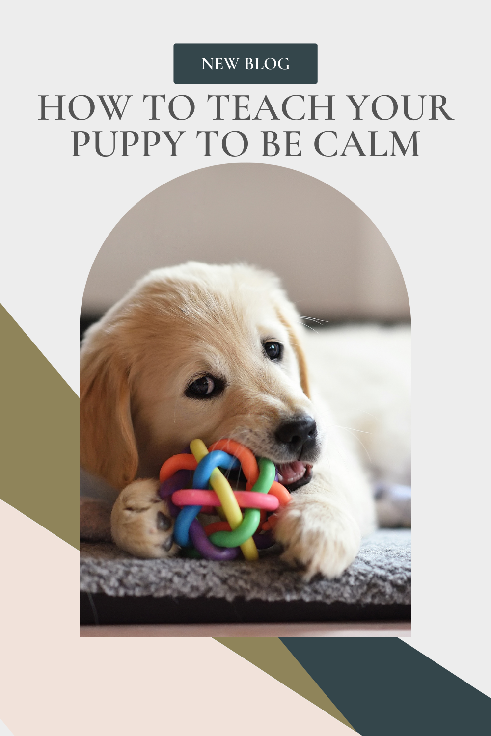 how to teach your puppy to be calm
