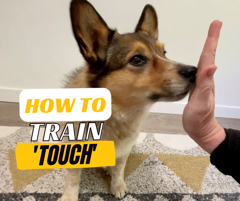 How to Train Your Dog 'Touch' or Nose Targeting Showit Blog