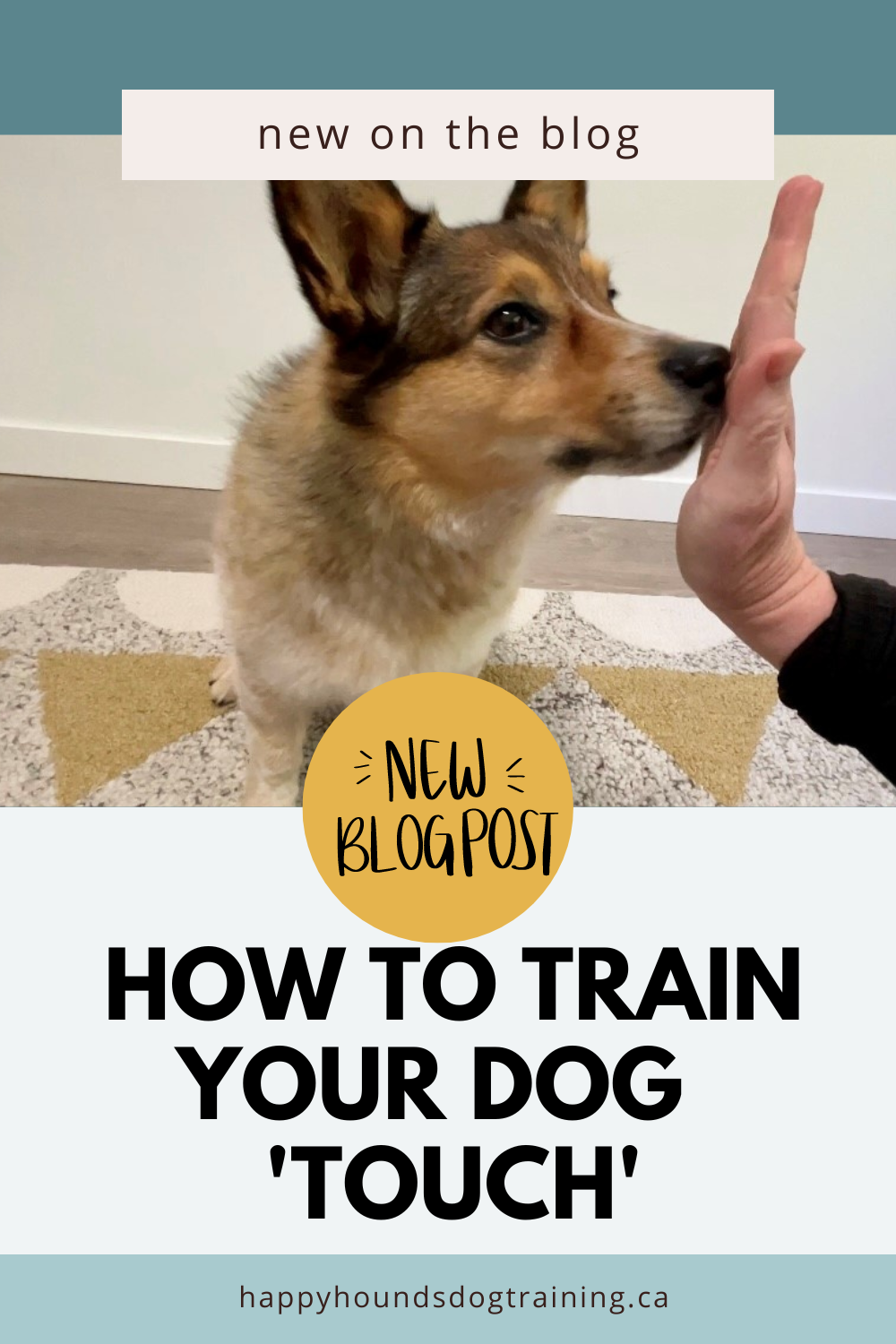 How to train your dog touch or nose targeting