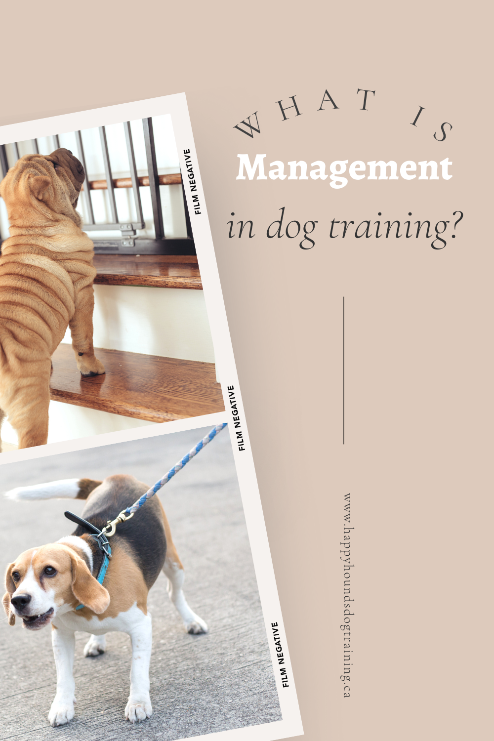 What is dog training management?