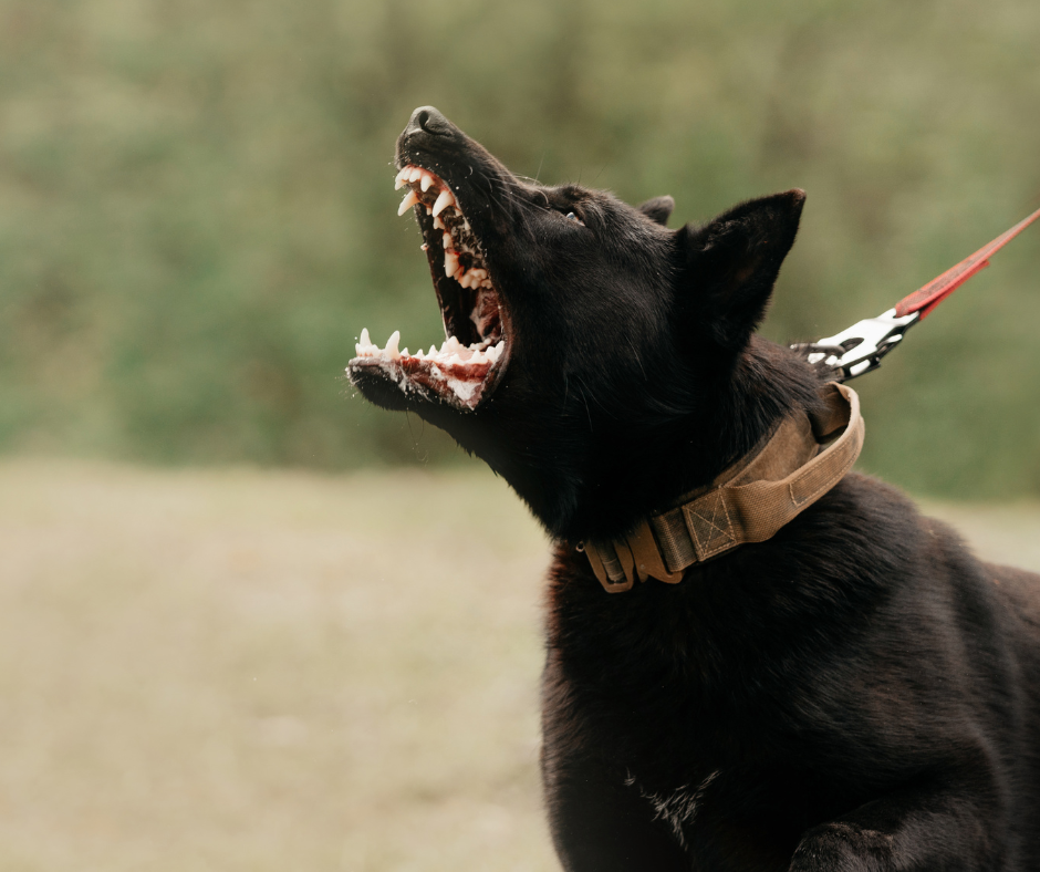 what is management in dog training? Why is management so important for dog training