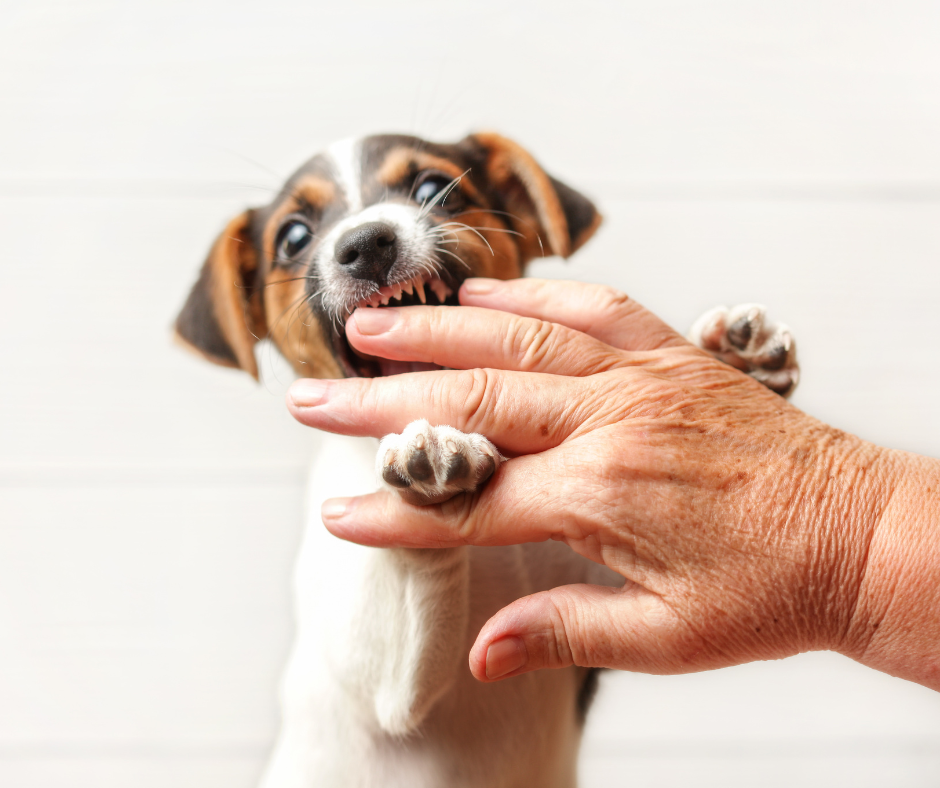 how to stop puppy biting
