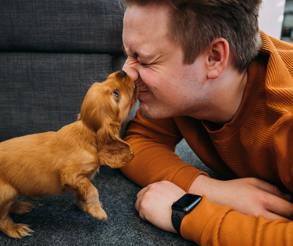 Puppy biting mans nose