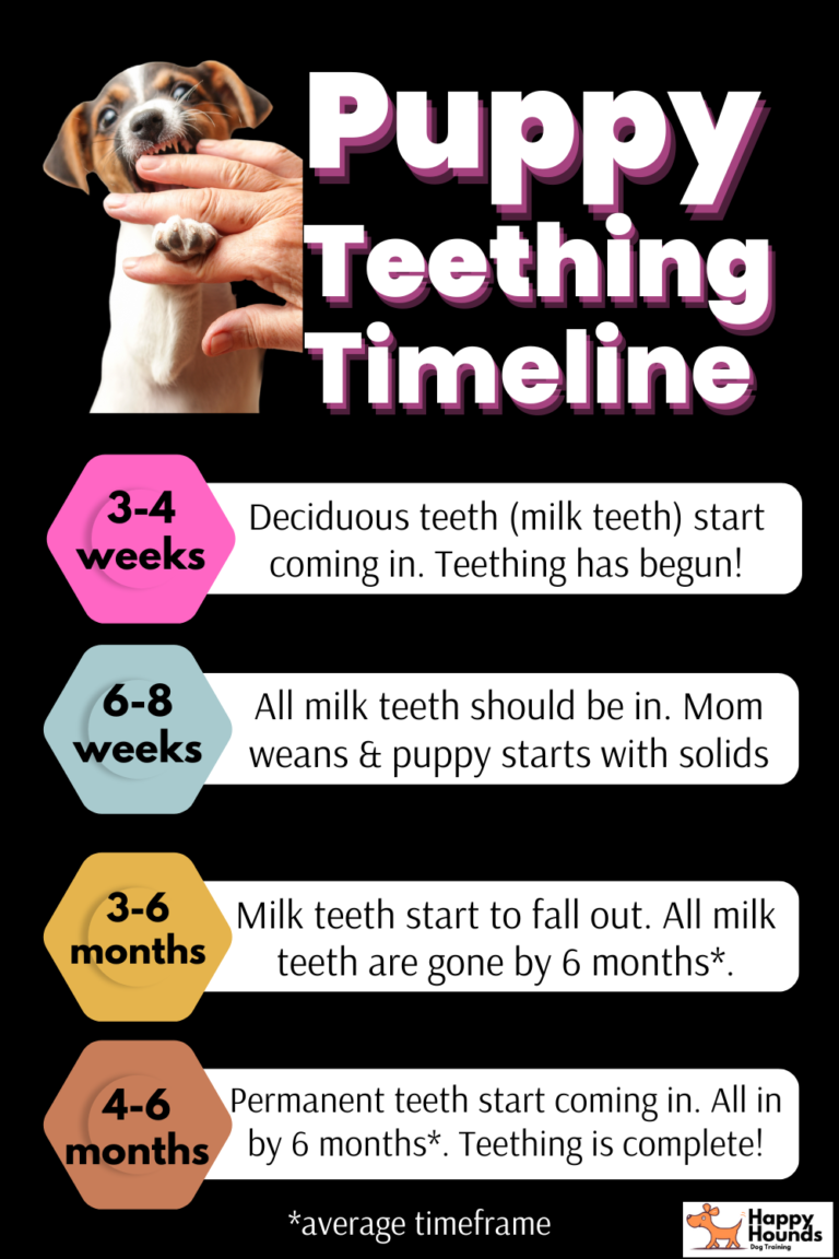 Puppy Biting Guide How to Stop Puppy Biting Showit Blog