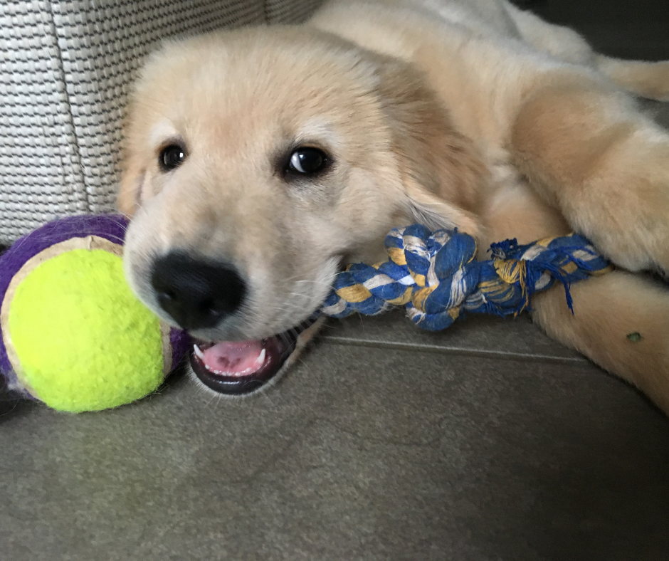Use a toy with a handle to prevent accidental puppy biting during play