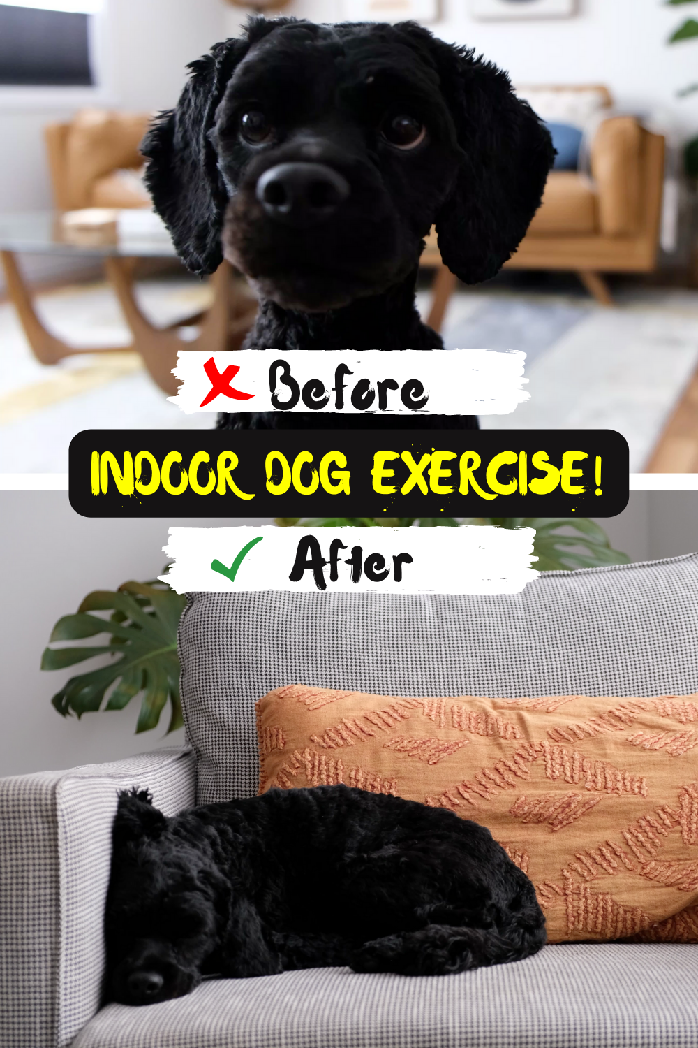 Indoor dog exercise