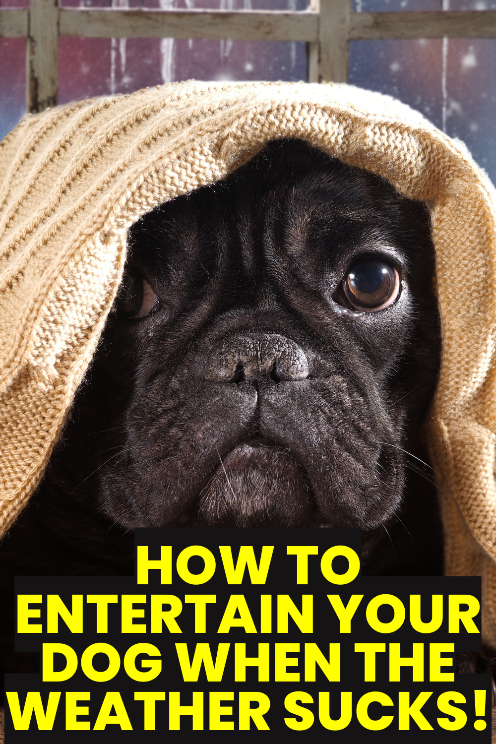 7 ways to entertain your dog when it's cold outside