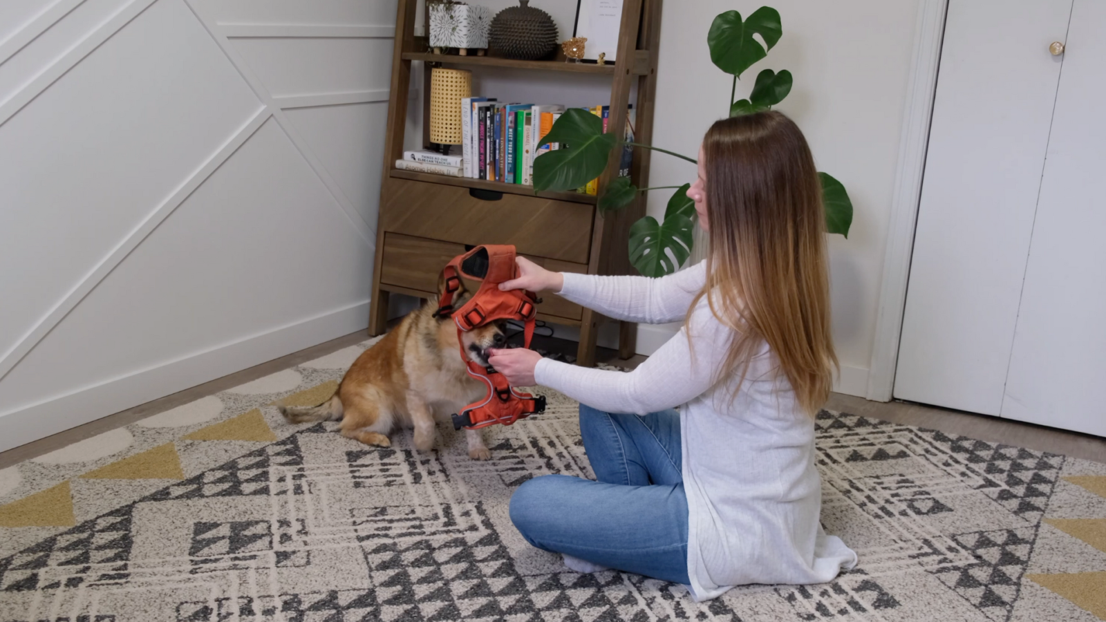 Image showcasing Harness Conditioning: How to fix dog harness fear - Showit Blog