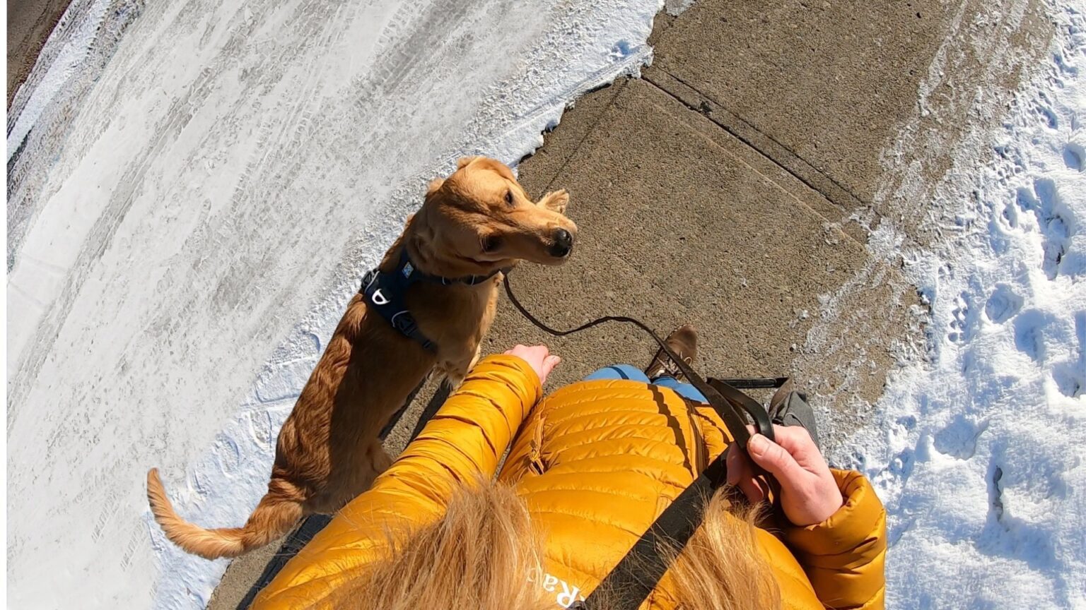 Why Your Dog Pulls on Leash & How to Fix it Showit Blog